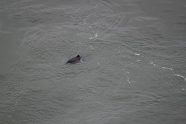 Missing Picture